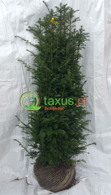 taxus baccata haagplant 100-120 cm hoog