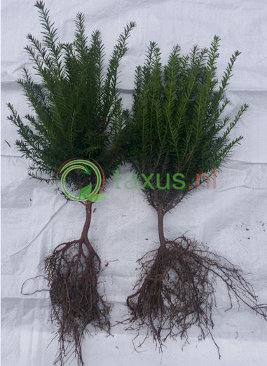 Taxus baccata haagplant 30-50 cm hoog
