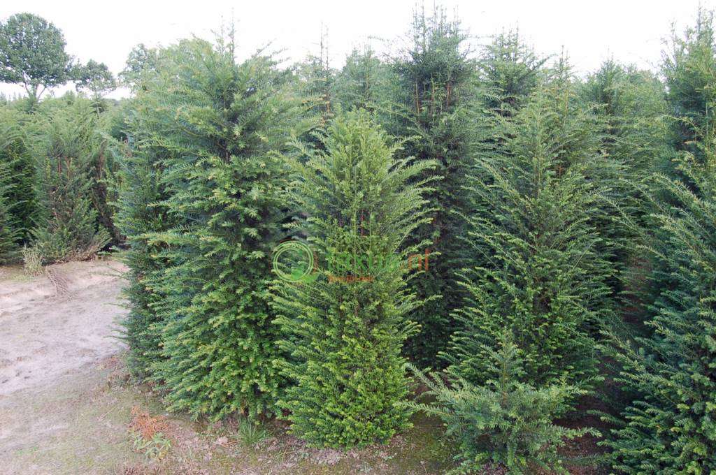 taxus.nl