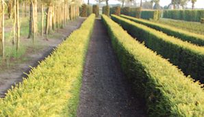 Taxus haagplanten