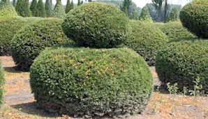 Overige taxus producten