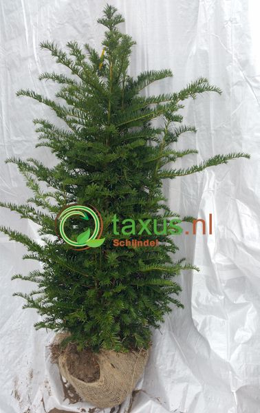 taxus baccata struiken 100-120 cm hoog