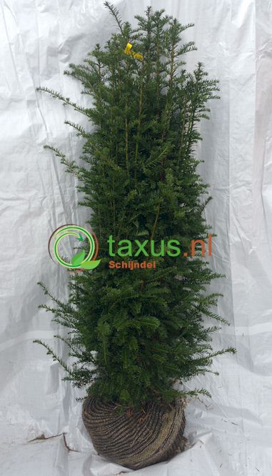 taxus baccata struiken 120-140 cm hoog