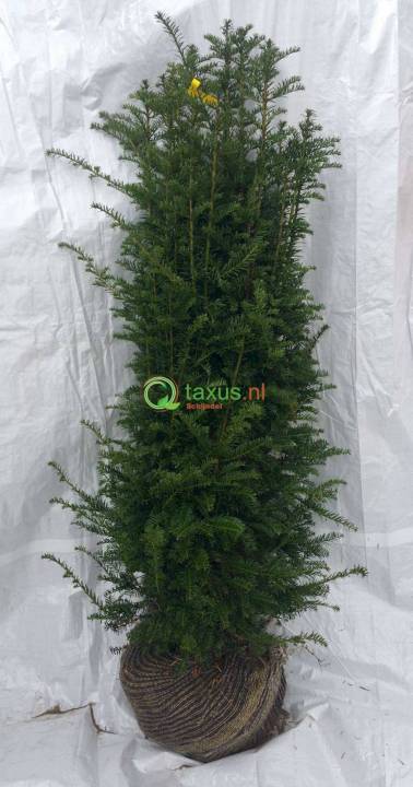 taxus baccata haagplant 140-160 cm
