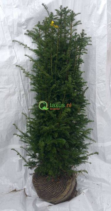 haagplanten 120 tot 140 cm