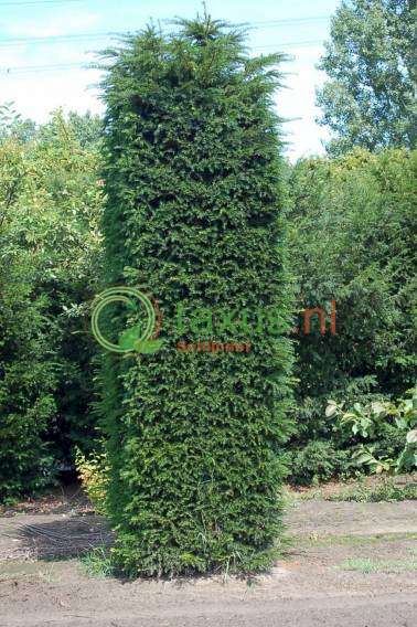 taxus zuil diverse maten