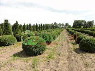 taxus bol 30 cm