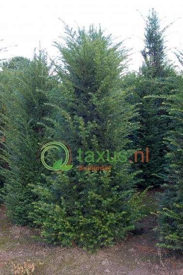 taxus Baccata struik 225 tot 250 cm hoog 