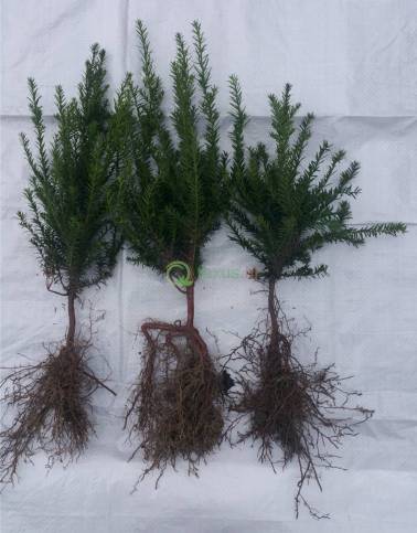 taxus haagplant 20-30 cm hoog