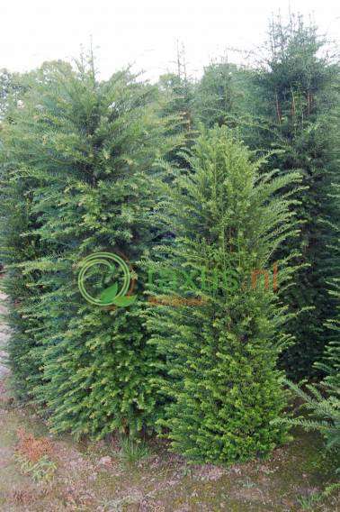 taxus baccata struiken 150 tot 175 cm