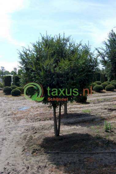 taxus baccata op stam 150-200