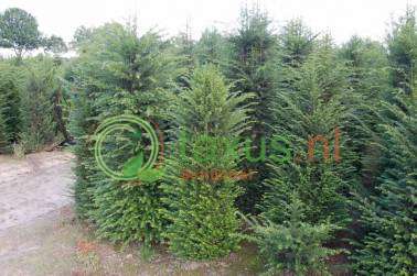 taxus baccata struiken 175 tot 200 cm hoog