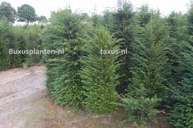 taxus haagplant 200-225 cm