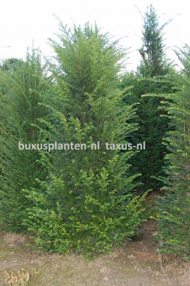Taxus haagplant 225-250 cm