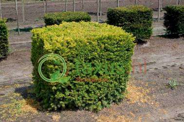 taxus blok/ kubus 50cm tot 150 cm