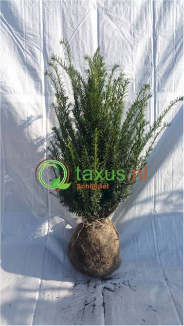 taxus baccata struiken 60 tot 80 cm hoog