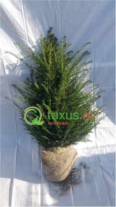 taxus baccata struiken 80-100cm