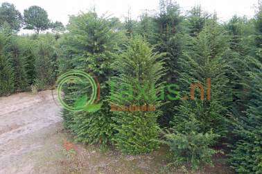 taxus baccata haagplant 150 tot 175 cm hoog